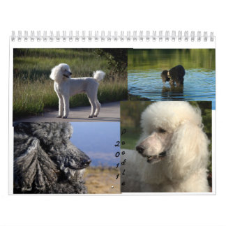 2011 Standard Poodle Calender Calendar