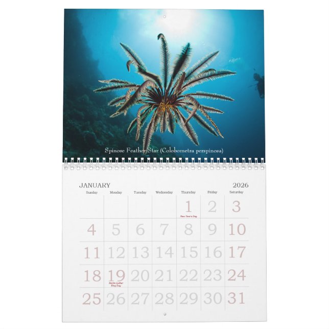 2012 Underwater Journeys Marine Life Calendar (Jan 2026)
