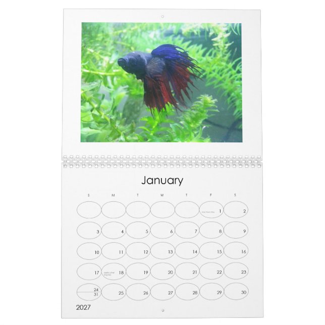 2013 Betta Fish Calendar (Jan 2027)