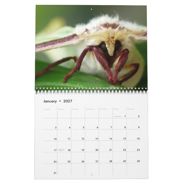 2013 BUGS "SPECIAL" CALENDAR BY MAYES | PHOTOS (Jan 2027)
