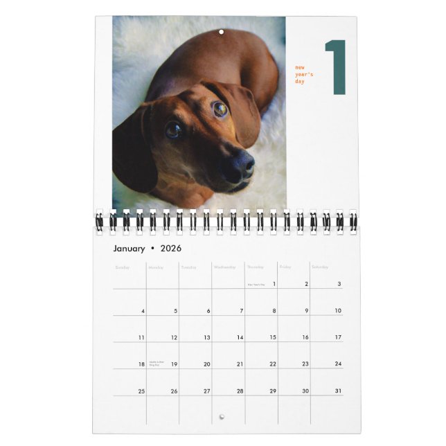 2013 Dachshund Calendar - tiny chumley (Jan 2026)
