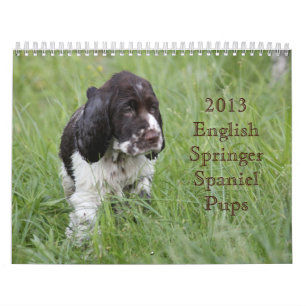 2013 English Springer Spaniel Pups Calendar