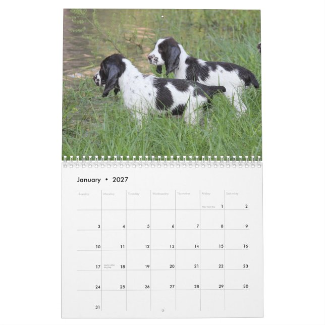 2013 English Springer Spaniel Pups Calendar (Jan 2027)