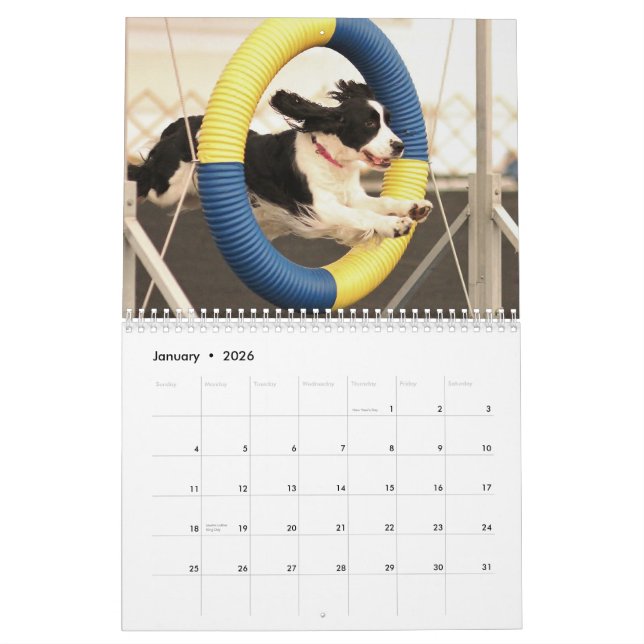 2013 English Springer Spaniels Calendar (Jan 2026)