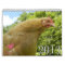 2013 HenCam Calendar