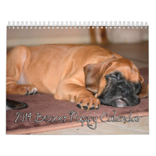 2014 Boxer Puppy Calendar