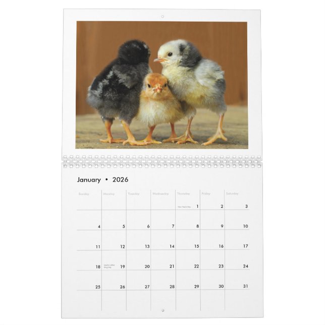 2015 Chickens Wall Calendar (Jan 2026)