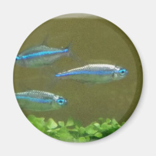 20160526_113326 MAGNET