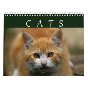 2016 Cat Calendar