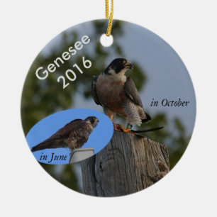2016 Genesee Ornament - in adult plumage.