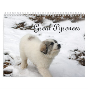 2016 Great Pyrenees Puppy Calendar