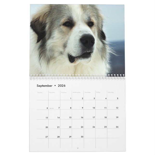 2016 Great Pyrenees Puppy Calendar (Sep 2026)