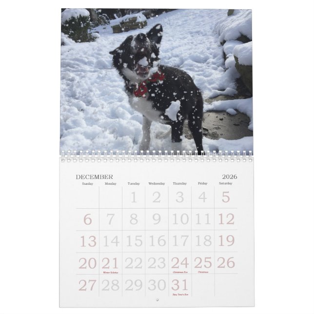 2017 Border Collie Calendar (Dec 2026)