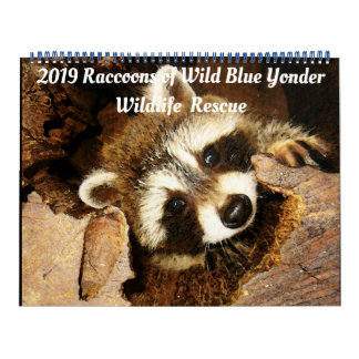 201 Raccoons of Wild Blue Yonder Wildlife Rescue C Calendar
