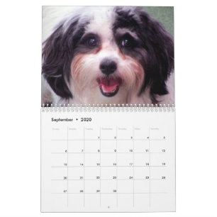 2020 Cute K-Cee Zuchon Dog Calendar