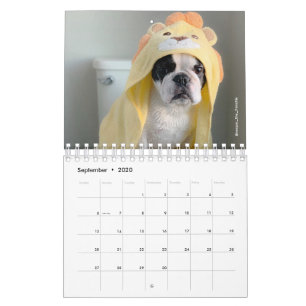 2020 French Bulldog Calendar - Cooper the Frenchie