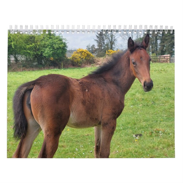 2023 Calendar Thoroughbred Mares and Foals  (Cover)