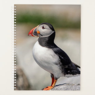 2024 Atlantic Puffin in Maine Planner