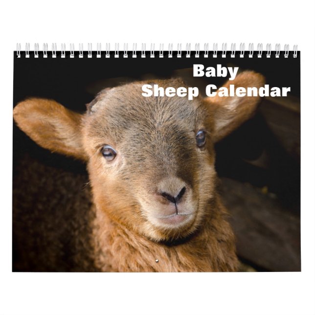 2024 Baby Sheep Lamb Calendar (Cover)