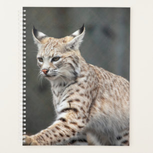 2024 Bobcat Planner