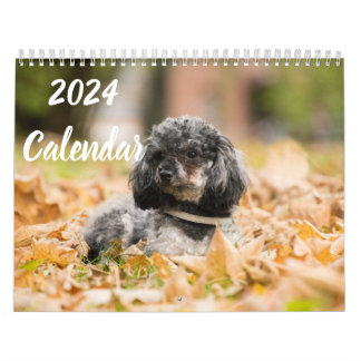 2024 Calendar Cute Poodle Dog Images