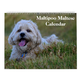 2024 Maltipoo Maltese Puppy Calendar