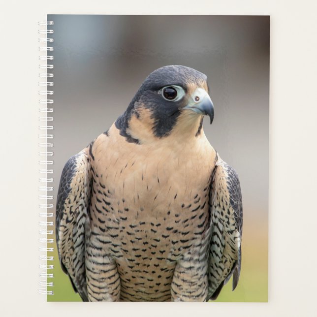 2024 Peregrine Falcon Planner (Front)
