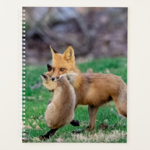2024 Red Fox and Kit Planner