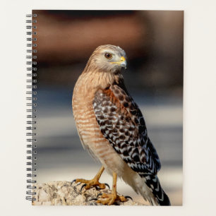2024 Red Shouldered Hawk Planner