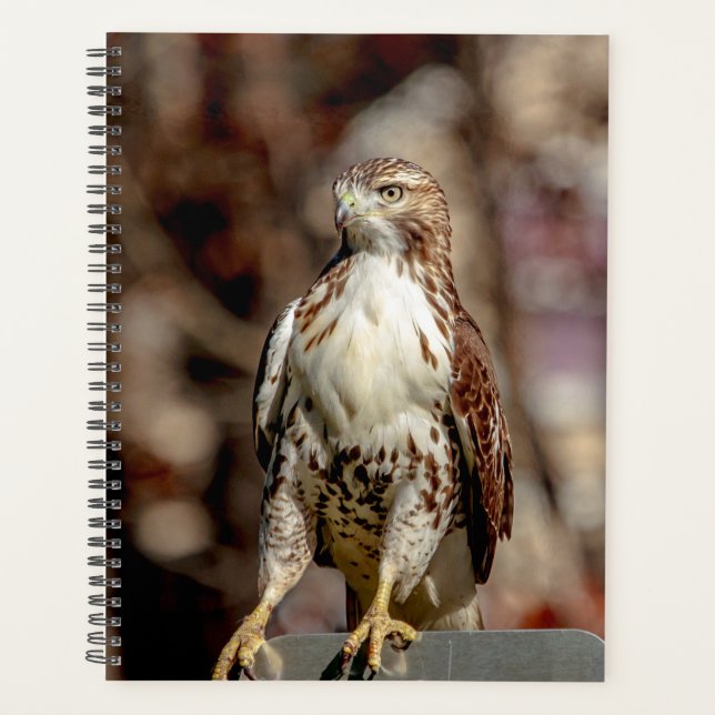 2024 Red-Tailed Hawk Planner (Front)