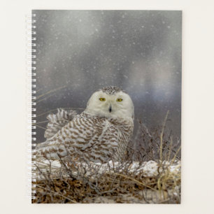 2024 Snowy Owl Planner