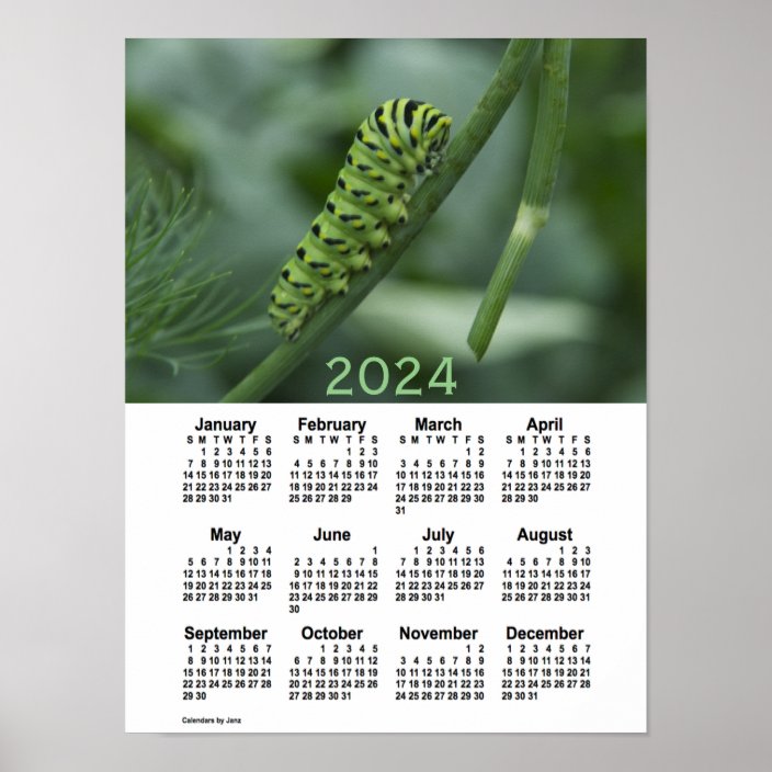 2024 Swallow Tail Caterpillar Calendar by Janz Poster Zazzle.co.uk