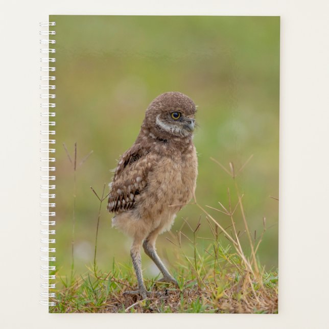 2024 Young Burrowing Owl Planner (Front)