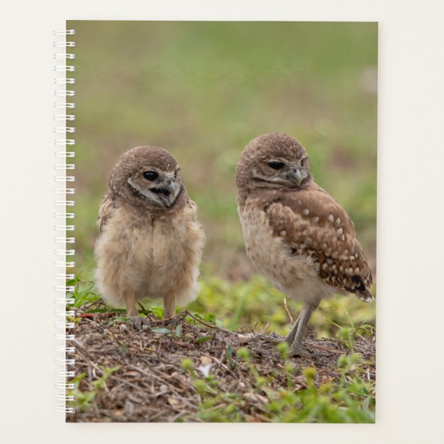 2024 Young Burrowing Owls Planner (Front)