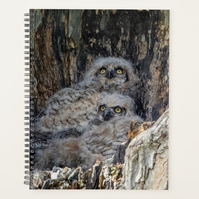 2024 Young Great Horned Owl Planner (Front)