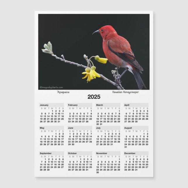 2025 5x7" Calendar Apapane Hawaiian Honeycreeper (Front)