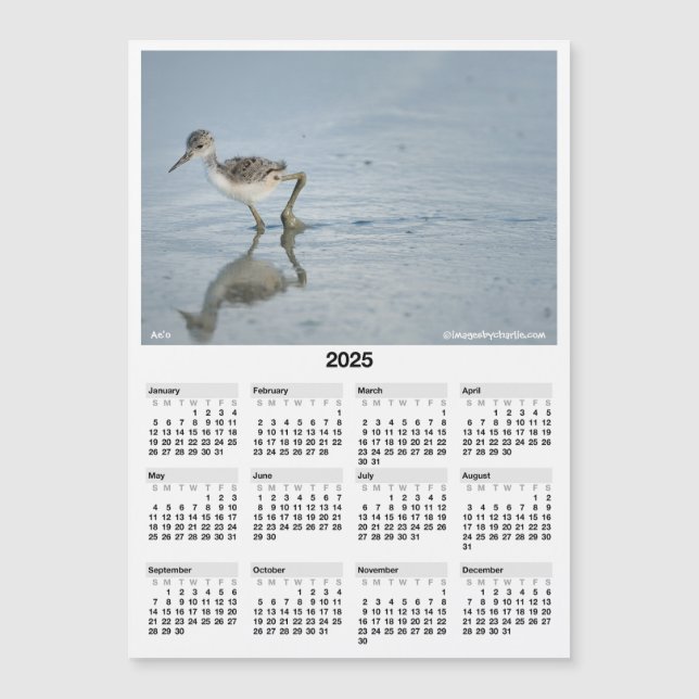 2025 5x7" Calendar Magnet Hawaiian Stilt Aeo Chick (Front)