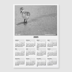 2025 5x7" Calendar Magnet Hawaiian Stilt Aeo Chick