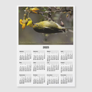 2025 5x7 Magnet Calendar Amakihi Hawaiian Bird