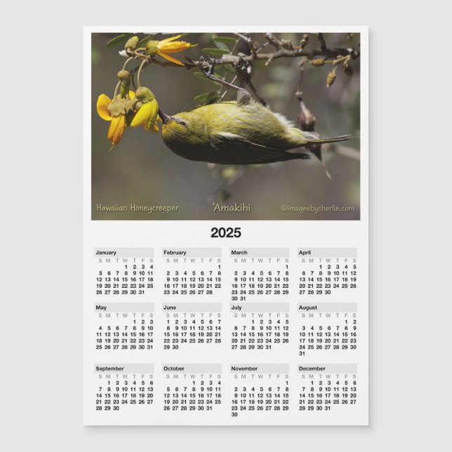 2025 5x7 Magnet Calendar Amakihi Hawaiian Bird (Front)