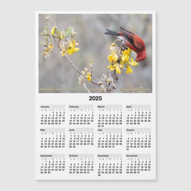 2025 5x7 Magnet Calendar Apapane Hawaiian Bird (Front)
