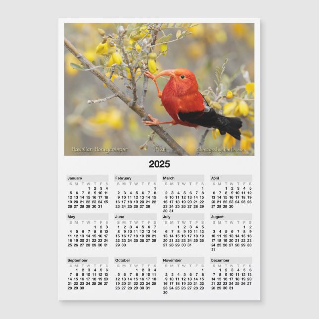 2025 5x7 Magnet Calendar Iiwi Hawaiian Bird (Front)