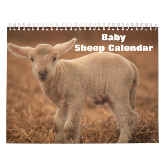 2025 Baby Sheep Lamb Calendar (Cover)