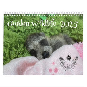 2025 Gordon Wildlife Racoon Calendar