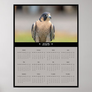 2025 Peregrine Falcon Calendar Poster