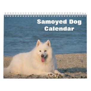 2025 Samoyed Dog Calendar