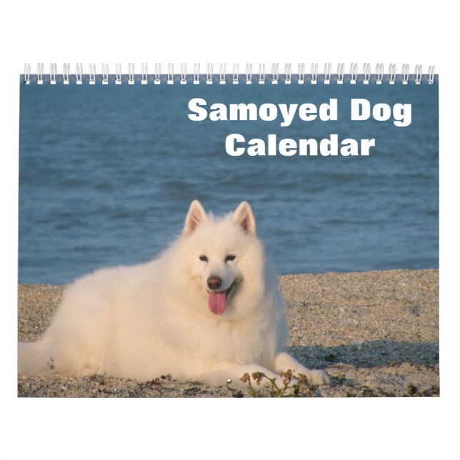 2025 Samoyed Dog Calendar (Cover)