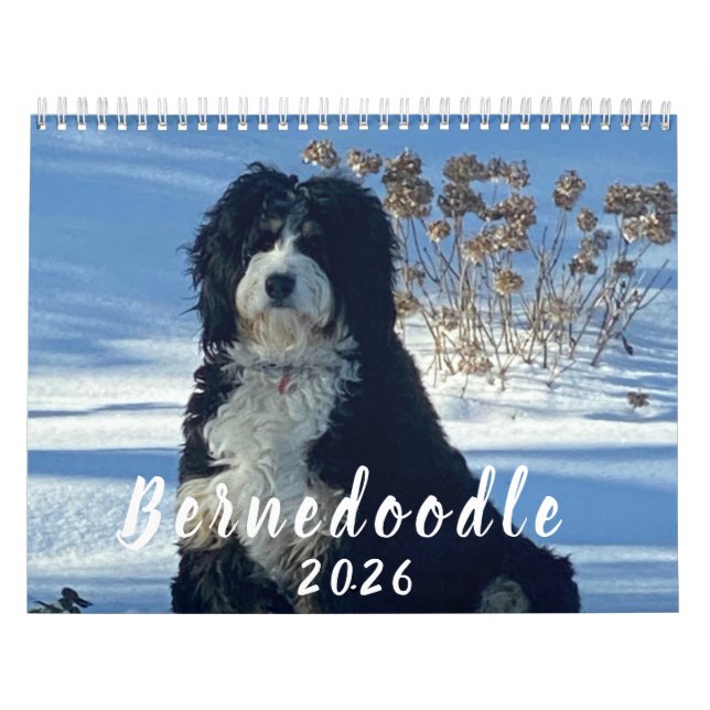 2026 Bernedoodle photo Calendar (Cover)