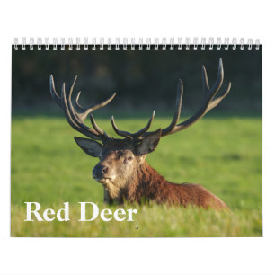 2026 Captivating Red Deer Calendar