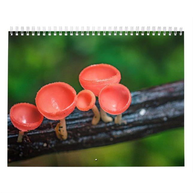 2026 Enchanted Mushroom Photo Calendar (Cover)
